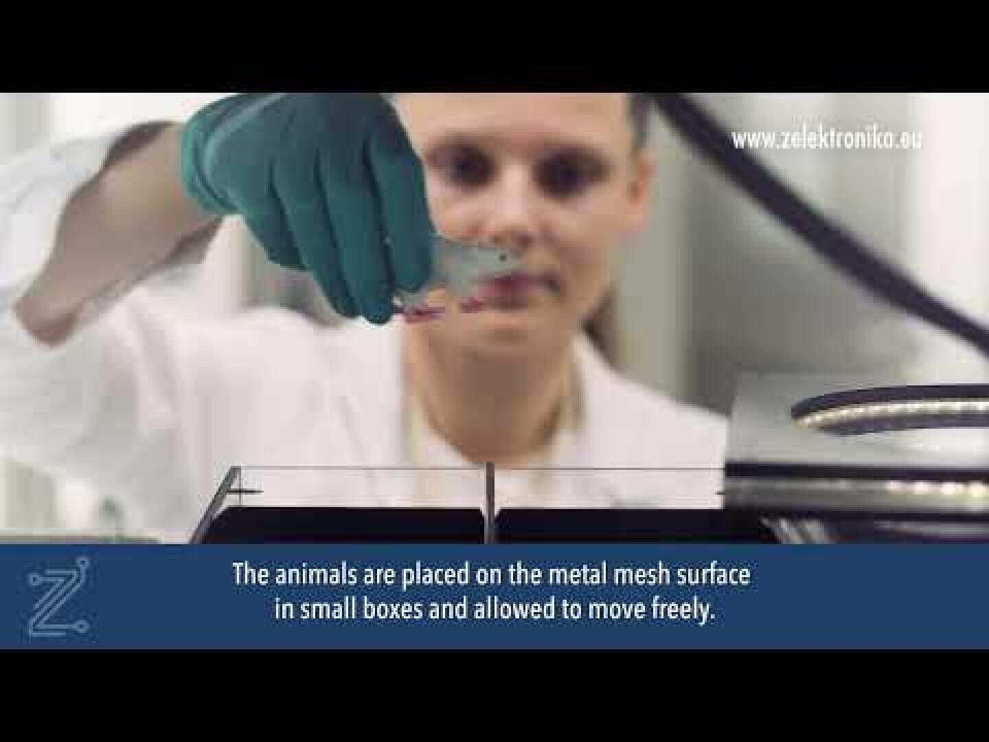 A researcher wearing green gloves places a small animal, possibly a mouse, onto a metal mesh surface in a laboratory. Subtitles at the bottom explain the experimental setup for the animals.