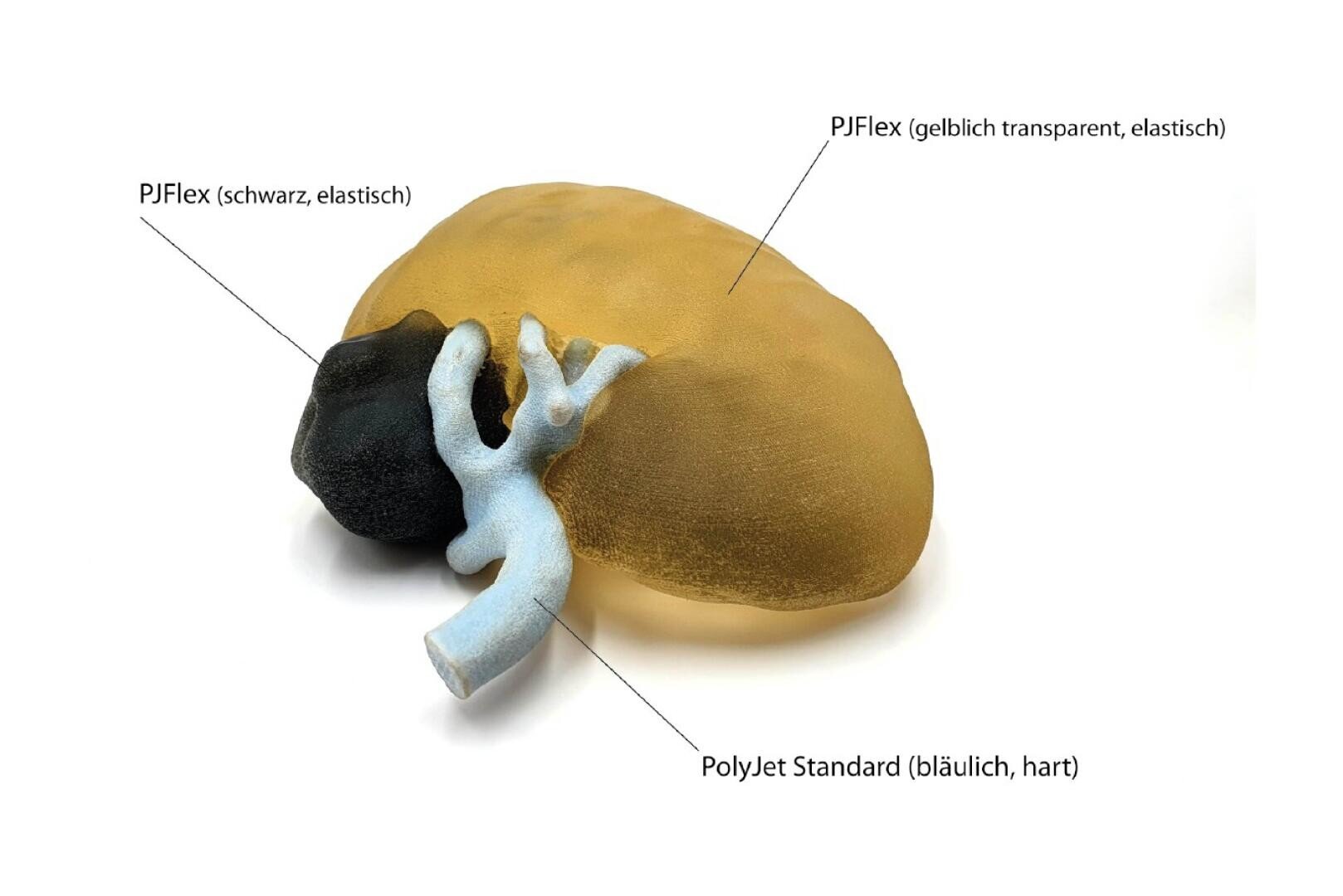 Ein 3D-gedrucktes Lebermodell mit beschrifteten Abschnitten: schwarz (elastisch, beschriftet PJFlex (schwarz, elastisch)), transluzent gelb (elastisch, beschriftet PJFlex (gelblich transparent, elastisch)) und bläulich-weiß (hart, beschriftet PolyJet Standard (bläulich, hart)).
