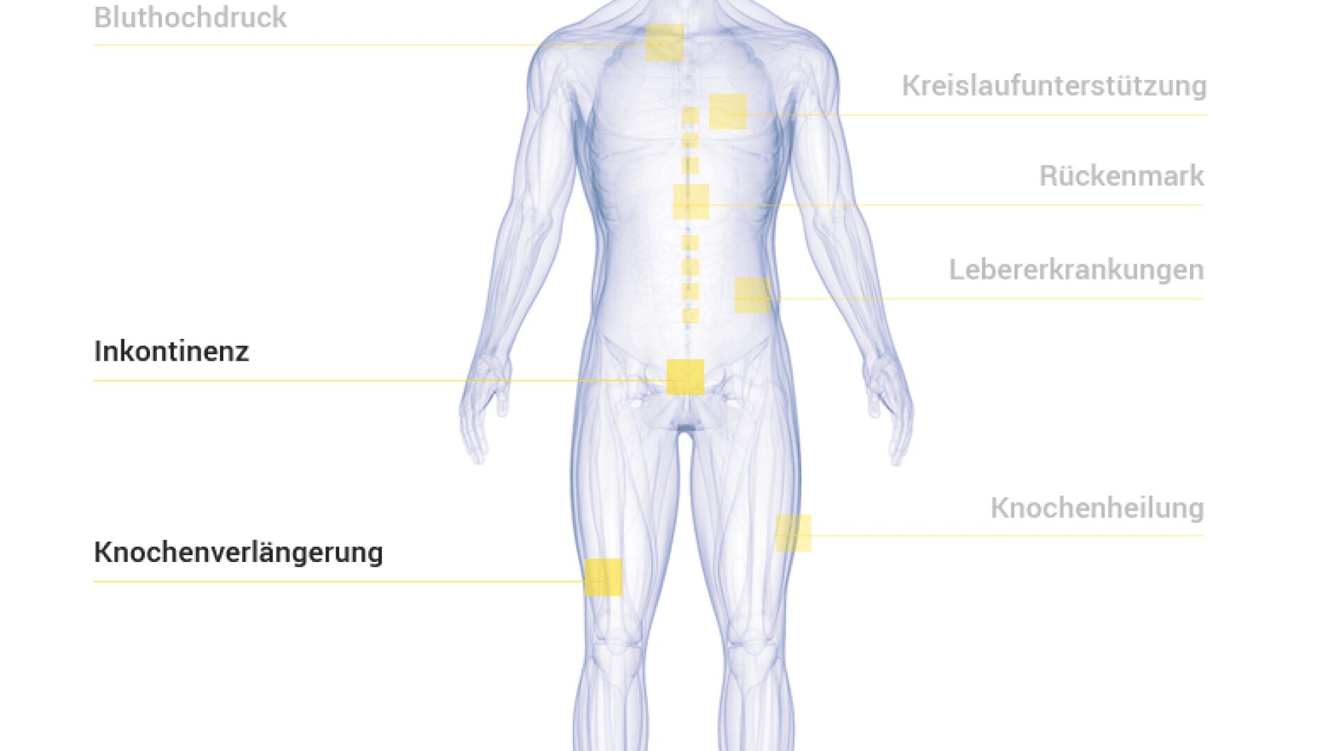 Eine durchsichtige Abbildung des menschlichen Körpers mit gelben Quadraten, die Bereiche hervorheben, die mit deutschen Begriffen für Bluthochdruck, Kreislauf, Rückenmark, Lebererkrankungen, Knochenheilung, Knochenverlängerung und Inkontinenz in Verbindung stehen.