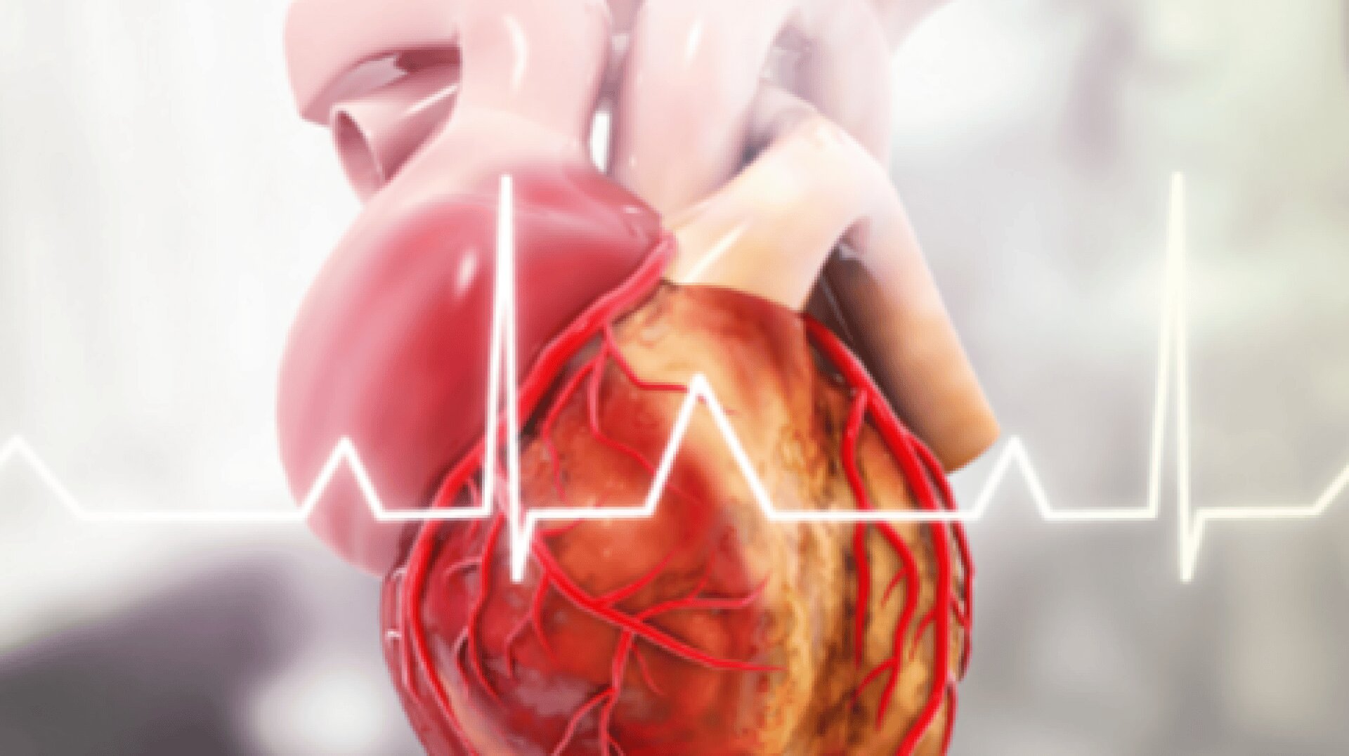 Detaillierte Abbildung eines menschlichen Herzens mit sichtbaren Arterien und Venen, überlagert von einer EKG-Linie (Elektrokardiogramm), vor einem sanft verschwommenen, hellen Hintergrund.