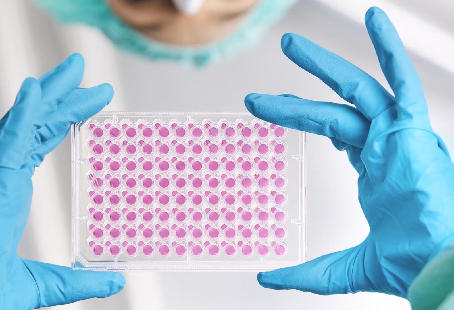 A person wearing blue gloves holds a transparent plate with 96 wells filled with a pink liquid used for laboratory tests or experiments. The blurred face of a person wearing a surgical mask can be seen in the background.